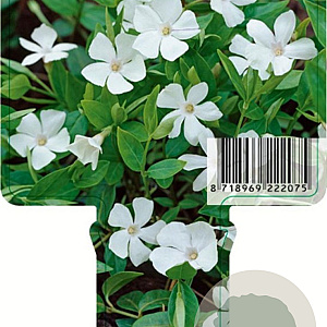 Vinca minor 'Alba' GM P9