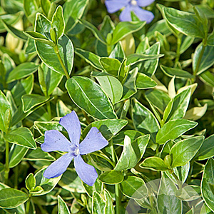 Vinca minor 'Argenteovariegata' GM P9