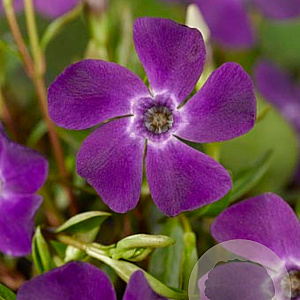 Vinca minor 'Atropurpurea' GM P9