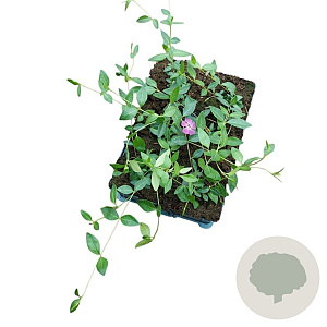 Vinca minor 'Atropurpurea' GM P9