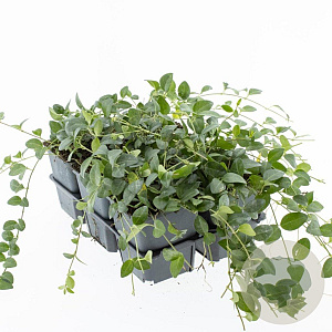 Vinca minor 'Atropurpurea' GM P9