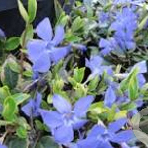 Vinca minor 'Aureovariegata' GM P9