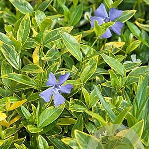 Vinca minor 'Aureovariegata' GM P9