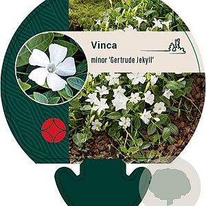 Vinca minor 'Gertrude Jekyll' GM P9