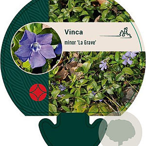 Vinca minor 'La Grave' GM P9