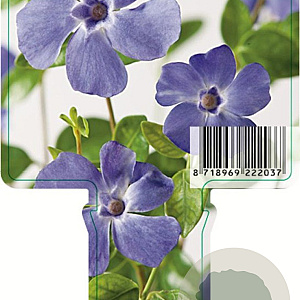 Vinca minor 'Marie' GM P9