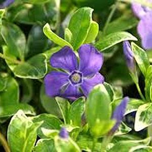 Vinca minor 'Ralph Shugert' GM P9
