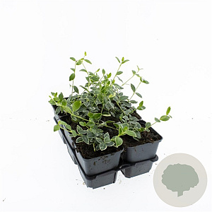 Vinca minor 'Ralph Shugert' GM P9