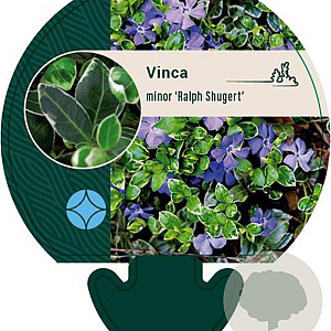 Vinca minor 'Ralph Shugert' GM P9