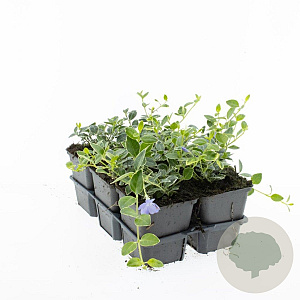 Vinca minor 'Ralph Shugert' GM P9