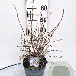 Prunus incisa 'Kojou-no-mai' 30-40 cm 5,0L