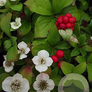Cornus canadensis GM P9