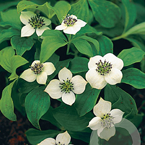 Cornus canadensis GM P9