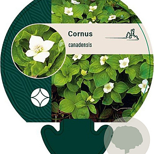 Cornus canadensis GM P9
