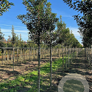 Prunus lusitanica 'Brenelia' 10-12 HO draadkluit geveerd 3 X verplant