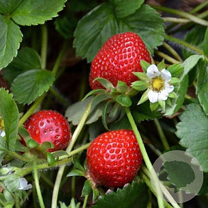 Fragaria ananassa GM P9
