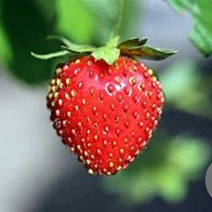 Fragaria a. 'Evita' GM P9