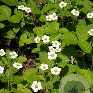 Fragaria moschata GM P9