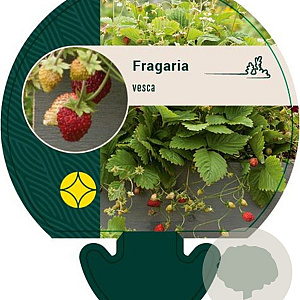 Fragaria vesca GM P9