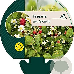 Fragaria v. 'Alexandria' GM P9