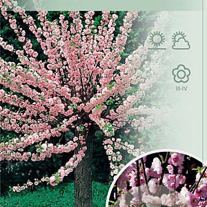 Prunus triloba 90 cm stam 7,5L