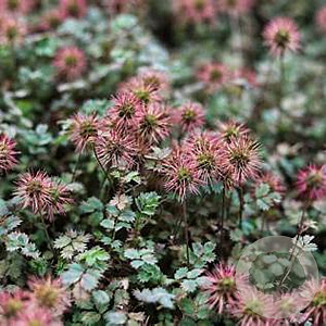 Acaena buchananii GM P9