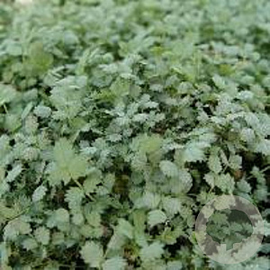 Acaena buchananii GM P9