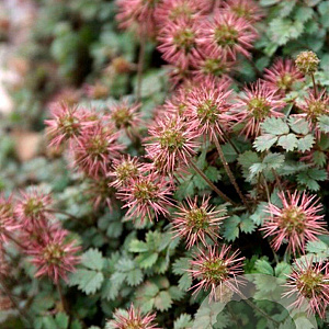Acaena microphylla 'Kupferteppich' GM P9