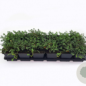 Acaena microphylla 'Kupferteppich' GM P9