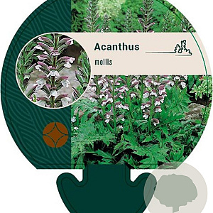 Acanthus mollis GM P9
