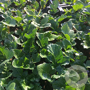 Acanthus mollis GM P9