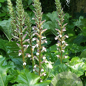 Acanthus mollis GM P9