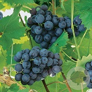 Vitis 'Nordica' 80-100 cm rozenpot 2L