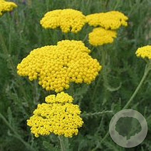 Achillea 'Coronation Gold' GM P9