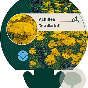 Achillea 'Coronation Gold' GM P9