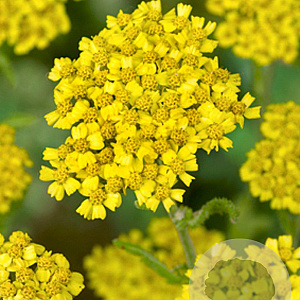 Achillea 'Coronation Gold' GM P9