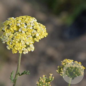 Achillea 'Credo' GM  P11