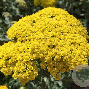 Achillea filipendulina GM P9