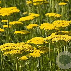 Achillea fil. 'Gold Plate' GM P9