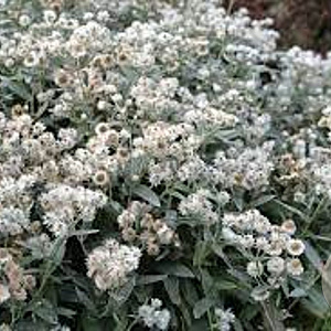 Anaphalis tripl. 'Silberregen' GM P9