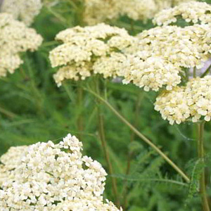 Achillea 'Hella Glashof' GM P9