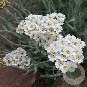 Achillea kellereri GM P9