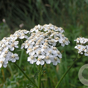 Achillea millefolium GM P9