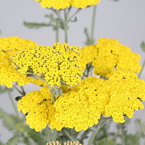 Achillea 'Moonshine' GM P9