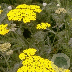Achillea 'Moonshine' GM P9