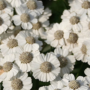Achillea ptarmica 'Major' GM P9