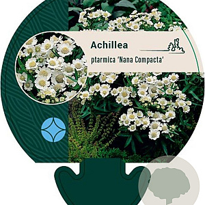 Achillea ptarmica 'Nana Compacta' GM P9