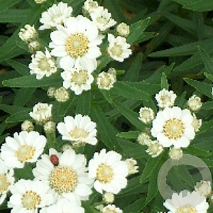 Achillea ptarmica 'Nana Compacta' GM P9