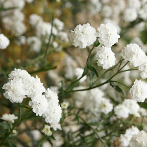 Achillea ptarmica 'Perry's White' GM P9