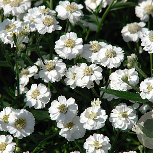 Achillea ptarmica 'The Pearl' GM P9